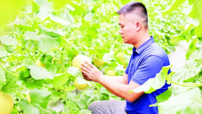 Model penanaman tembikai OCOP 3 bintang yang menggunakan teknologi pengairan titisan automatik isi rumah Encik Nguyen Viet Lam membawa kecekapan ekonomi yang tinggi.