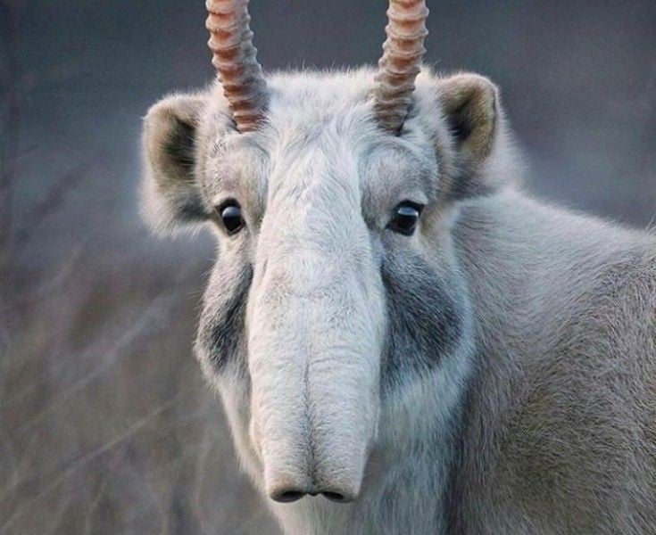 Nguy cơ tuyệt chủng. Số lượng Saiga đã giảm mạnh do nạn săn trộm, dịch bệnh và mất môi trường sống, khiến loài này được xếp vào nhóm Cực kỳ nguy cấp. Ảnh: Pinterest.