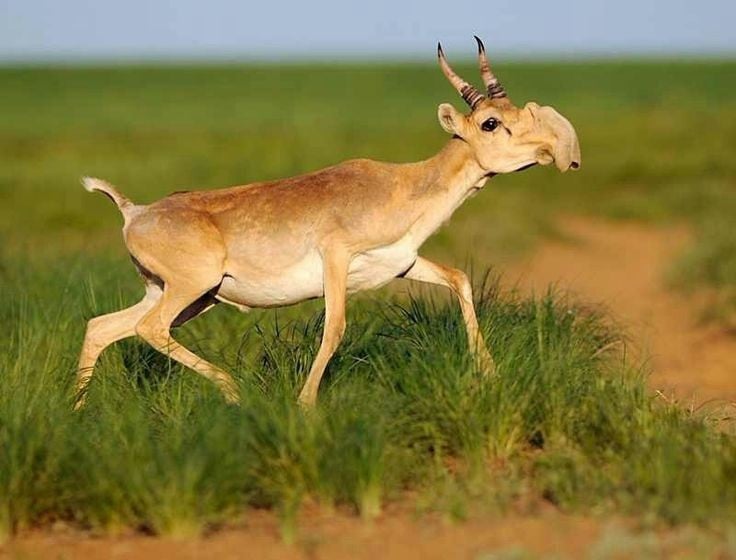 Chiếc mũi to kỳ lạ giúp thích nghi khí hậu. Linh dương Saiga có chiếc mũi phình to, mềm và linh hoạt, giúp lọc bụi mùa hè và làm ấm không khí lạnh mùa đông. Ảnh: Pinterest.