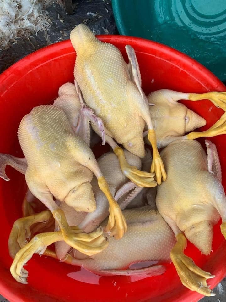 cà sáy   lương huyền.jpg