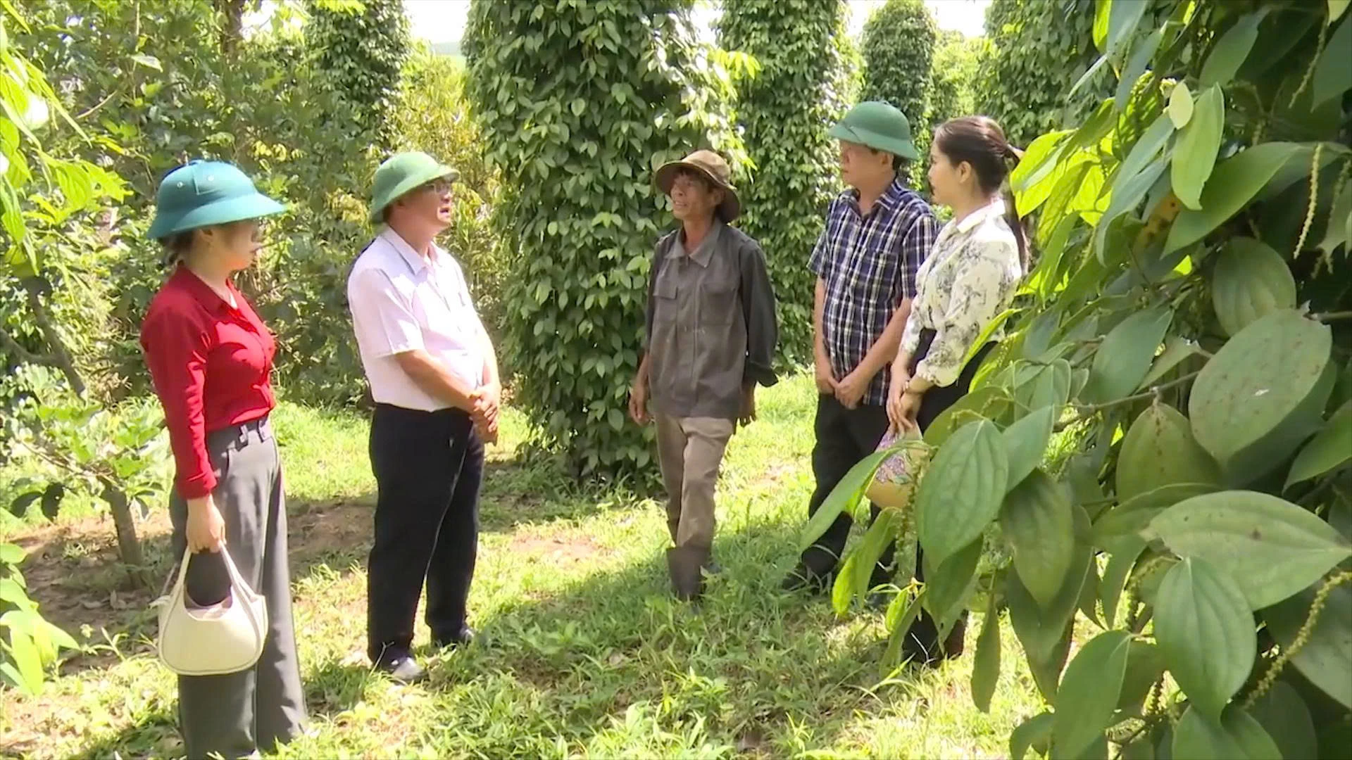 Lãnh đạo xã Tân Lập khảo sát, định hướng phát triển cây hồ tiêu ở địa phương - Ảnh: K.S