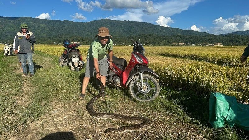 Der Netzpython wurde von Einwohnern der Gemeinde Thanh An auf den Feldern des Dorfes Long Ban entdeckt.