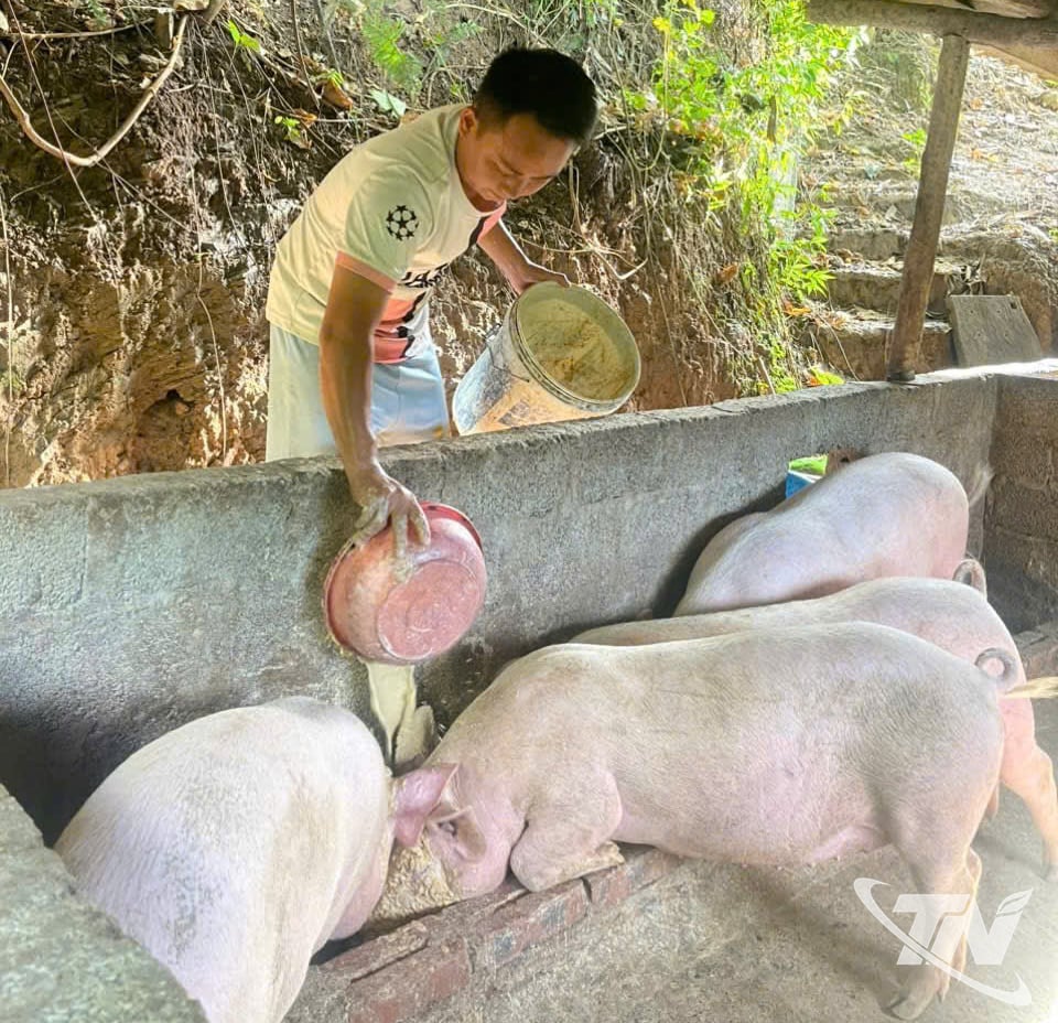Mr. Vu A Ngai, Head of Ta Han village, Nam Cuong commune, takes care of the pigs.