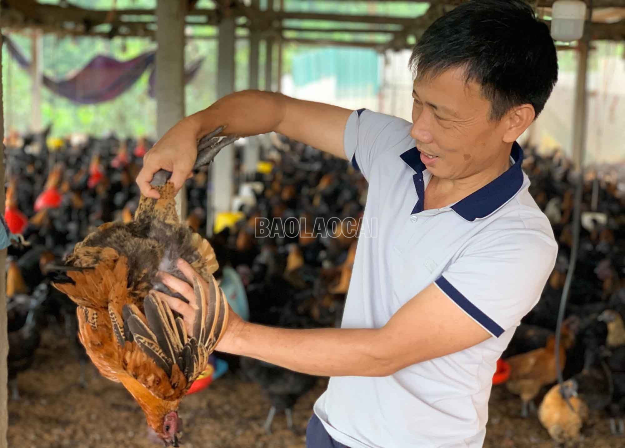 baolaocai-c_6.jpg