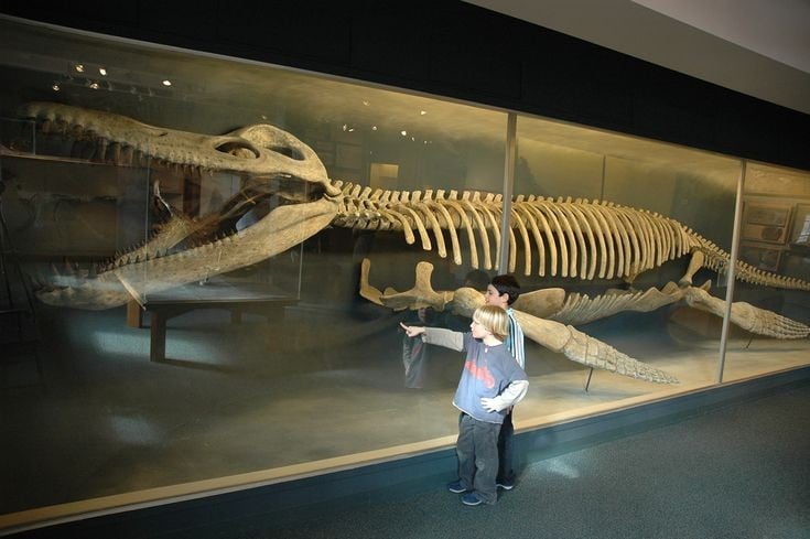Bộ xương trưng bày khổng lồ. Một bộ xương Kronosaurus tái dựng tại Đại học Harvard dài tới 12,8 mét, gây ấn tượng mạnh cho giới khoa học. Ảnh: Pinterest.