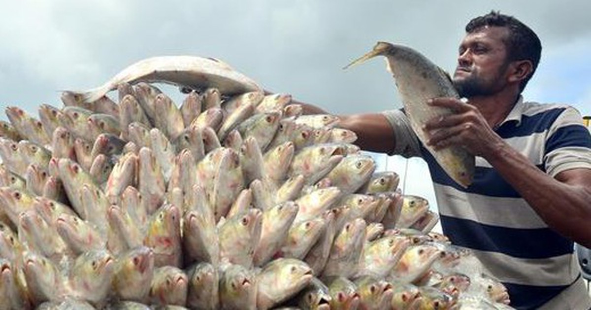 Bangladesh điều tàu chiến bảo vệ cá hilsa