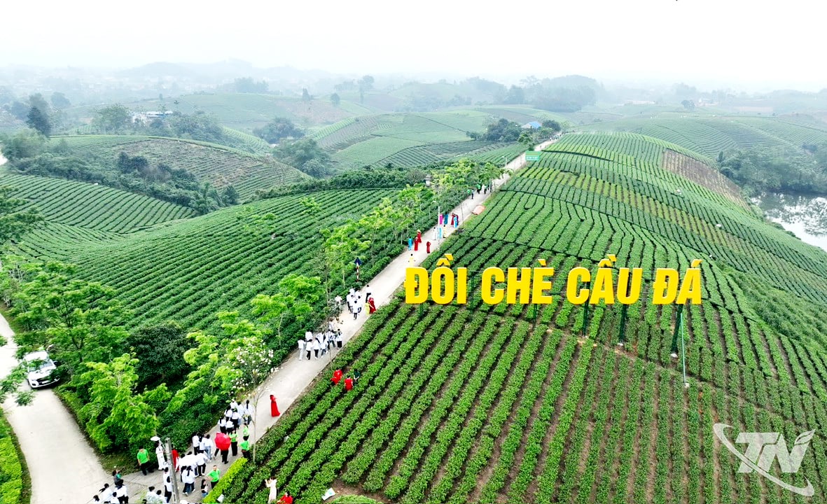  Đồi chè Cầu Đá thu hút đông đảo du khách.