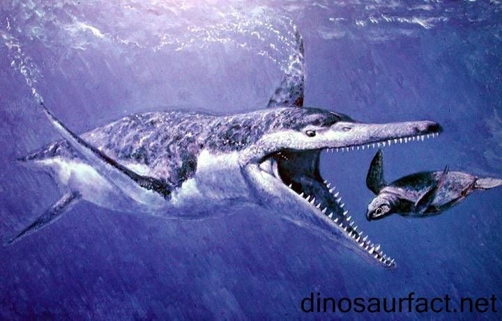 Thợ săn đỉnh cao. Kronosaurus là loài ăn thịt đứng đầu chuỗi thức ăn, chuyên săn cá lớn, rùa biển và các loài bò sát biển khác. Ảnh: Pinterest.
