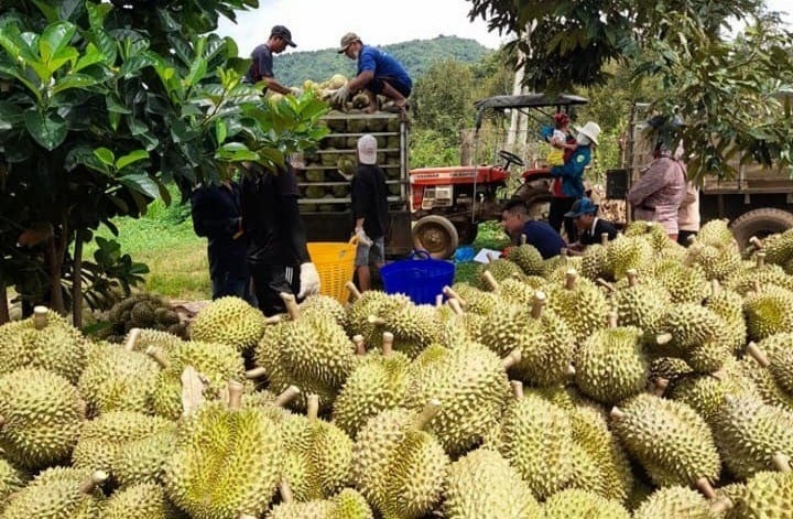 sau-rieng-5576.jpg