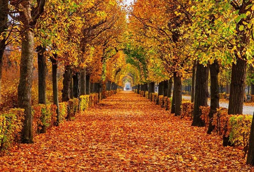 Các công viên ở Vienna là niềm vui đầy màu sắc vào mùa thu.