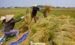 កសិករ​ក្រុង​ហាណូយ​ប្រញាប់​ប្រញាល់​ច្រូត​កាត់​ព្យុះ​លេខ ១១