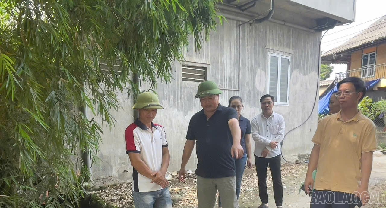 baolaocai-br_ff.jpg