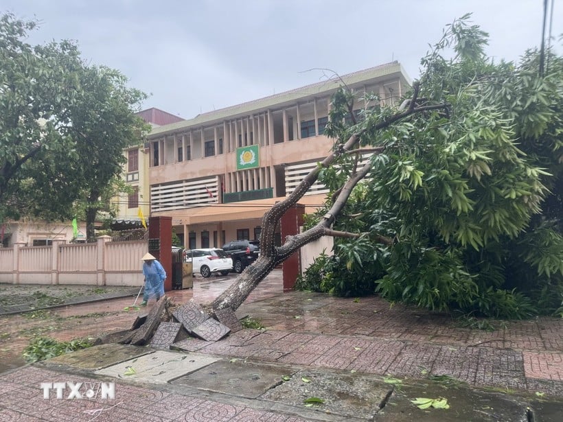 Ha Tinh'in Thanh Sen Mahallesi, Tran Phu Caddesi'ndeki ağaçlar fırtına nedeniyle devrildi. (Fotoğraf: Hoang Nga/VNA)