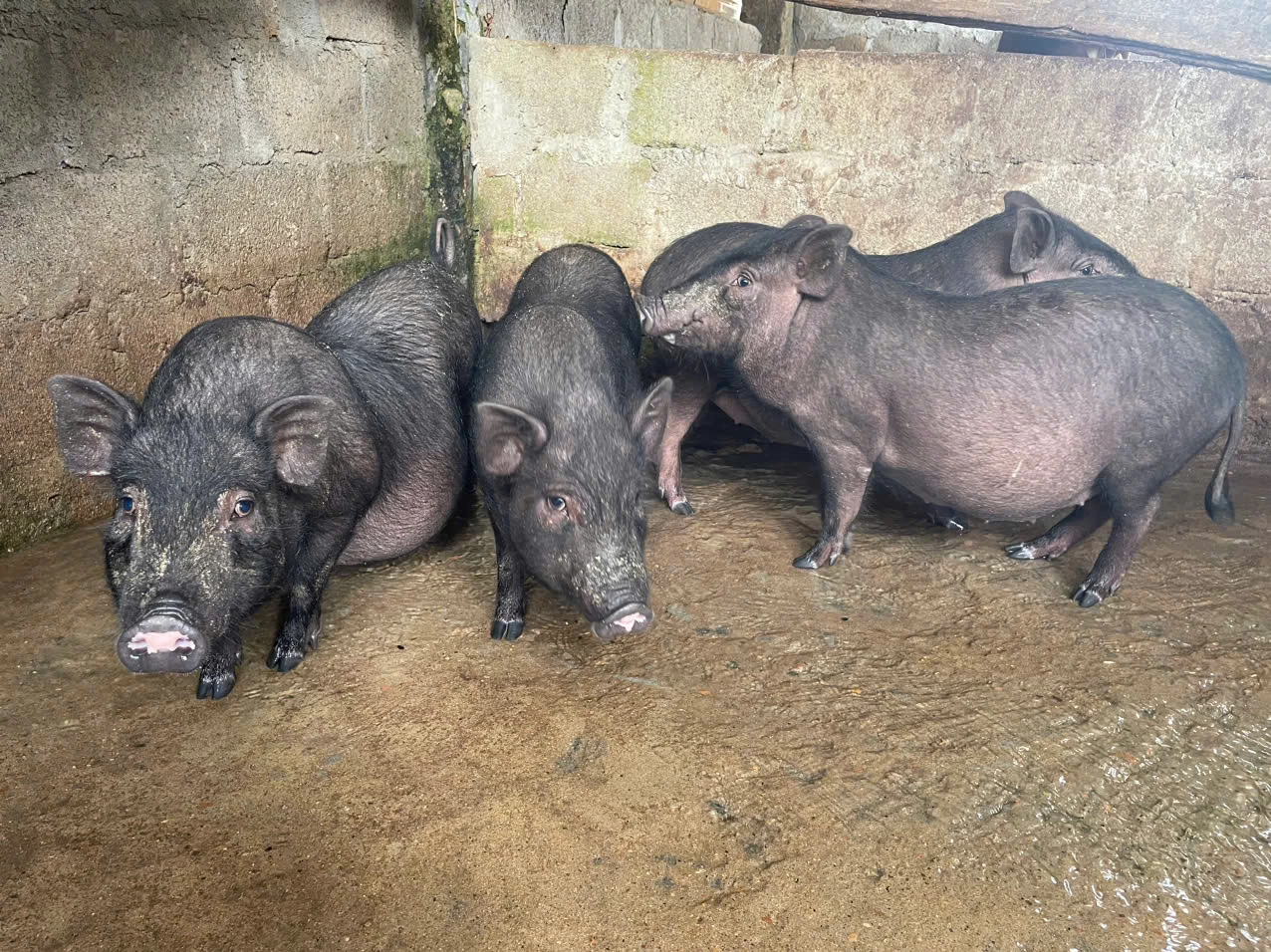 ជ្រូក Van Pa មានភាពធន់ទ្រាំល្អ ងាយស្រួលចិញ្ចឹម និងផលិតសាច់ឆ្ងាញ់ - រូបថត៖ T.HOA