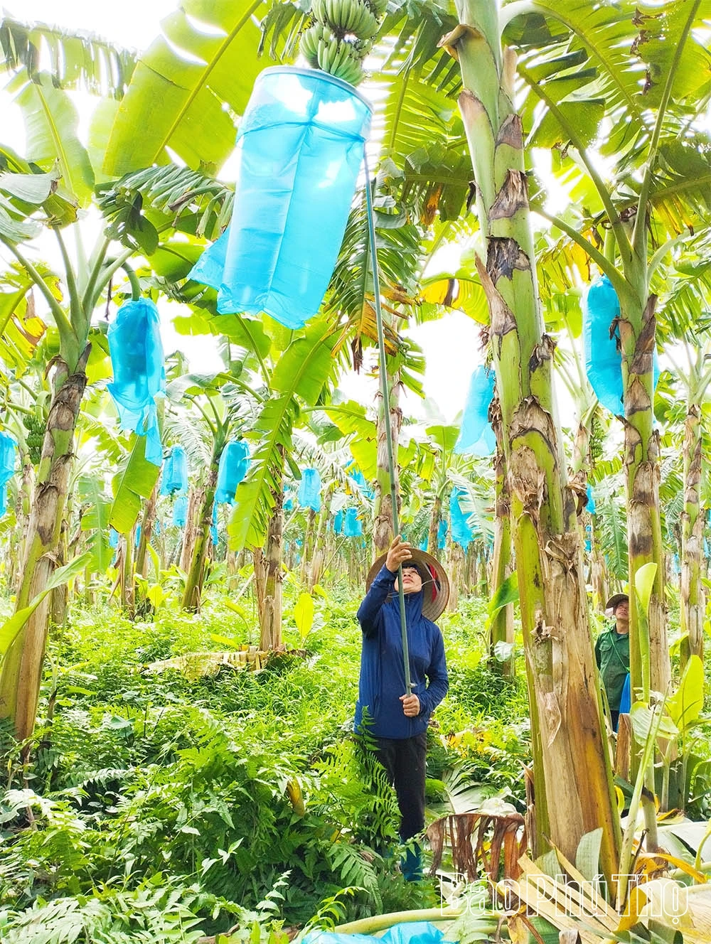 Pertanian organik - Trend pertanian moden yang tidak dapat dielakkan