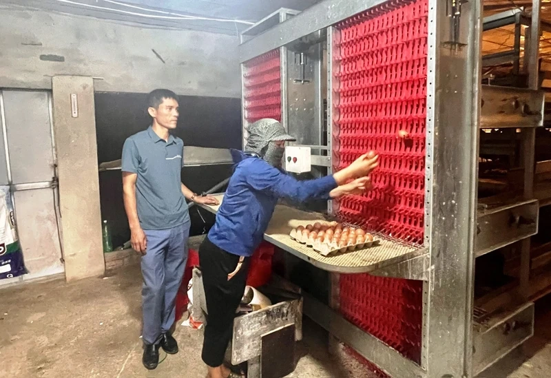 کشاورزان از فناوری پیشرفته در پرورش مرغ استفاده میکنند