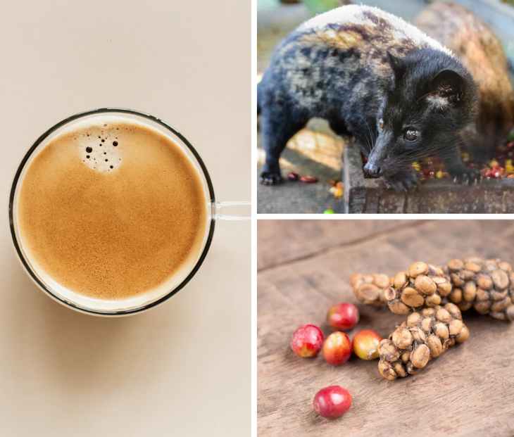 cà phê chồn - Ảnh 1.