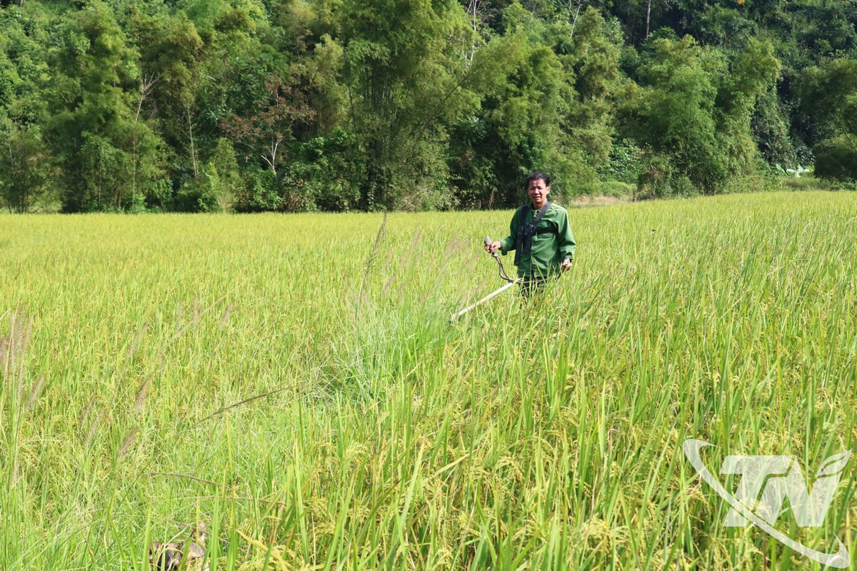 Вдосконалену модель органічного вирощування рису, розроблену SRI, було відтворено етнічними людьми в комуні Ван Ланг на більшості рисових полів з подвійним посівом.
