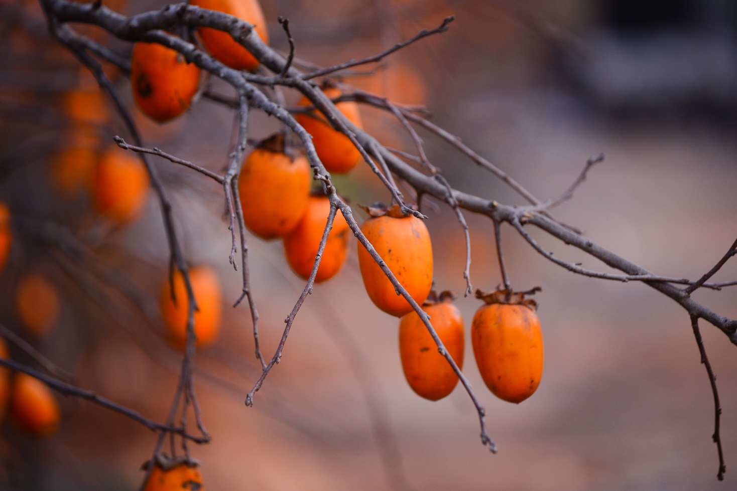 Về cao nguyên Mộc Châu mùa thu, đón mùa hồng chín và đồi cỏ hồng rực rỡ
