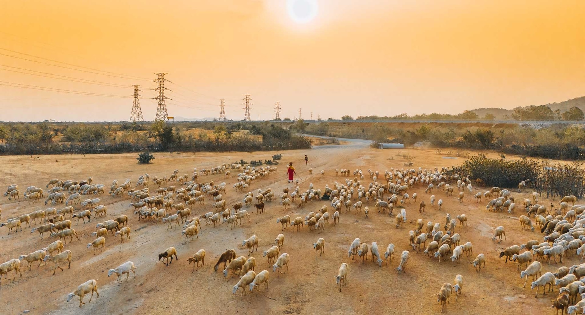 Oi pe câmpul An Hoa la sfârșitul după-amiezii.