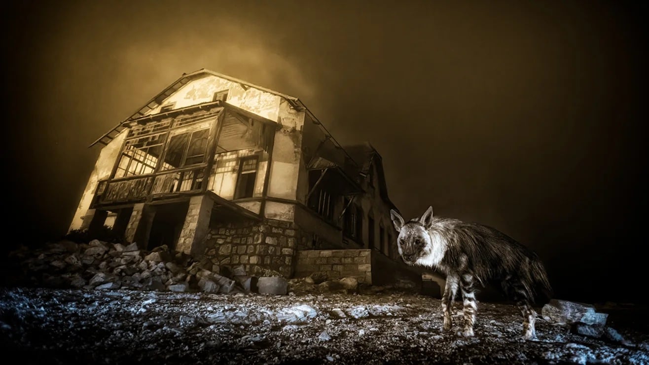 Ngắm những bức ảnh vừa mê hoặc vừa ma quái về động vật hoang dã- Ảnh 1.