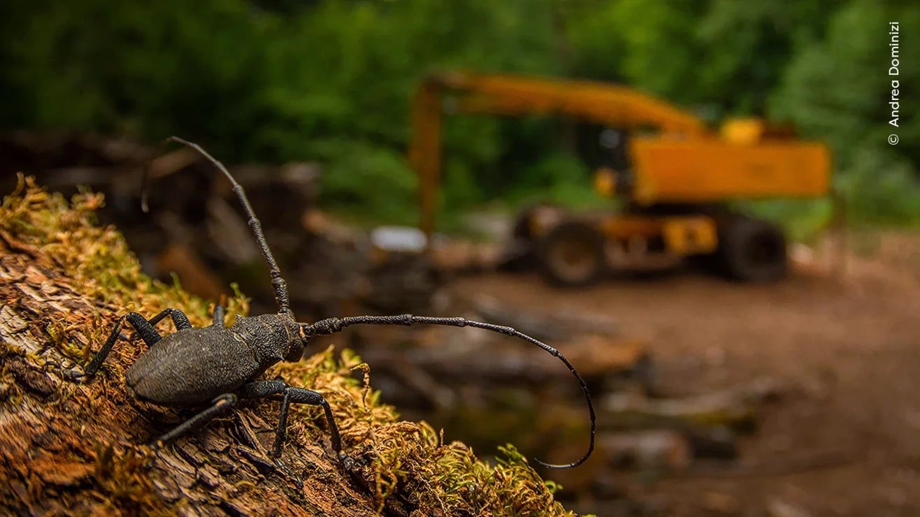 Ngắm những bức ảnh vừa mê hoặc vừa ma quái về động vật hoang dã- Ảnh 5.