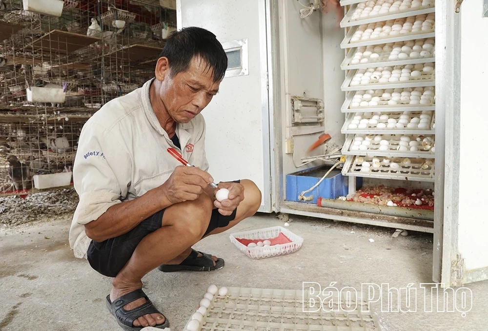 Фермери комуни Хойтхінь конкурують у виробництві та економічному розвитку.
