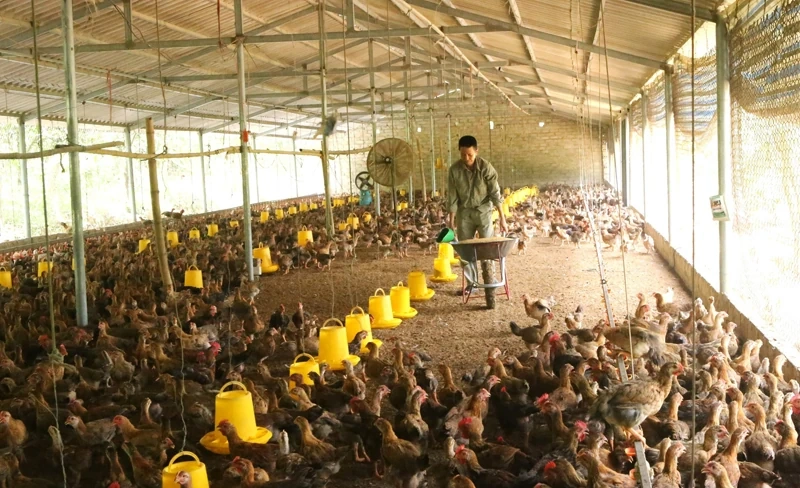 Toepassing van geavanceerde technologie om waardeketens in de veehouderij op te bouwen