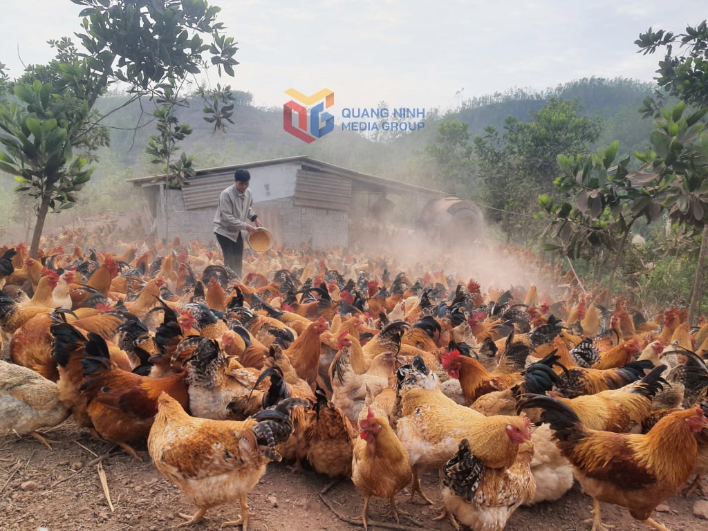 Tien Yen chickens are raised free-range under the canopy of planted forests.