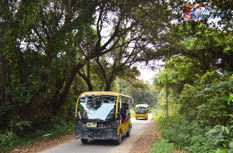 Travel in the Melaleuca forest in Co To special zone.