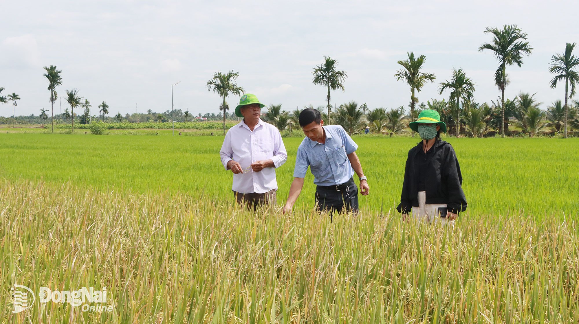 Oficiali ai Departamentului pentru Agricultură și Mediu al provinciei și fermieri au inspectat orezăriile folosind produse IMO în Hamlet 9, comuna Song Ray.