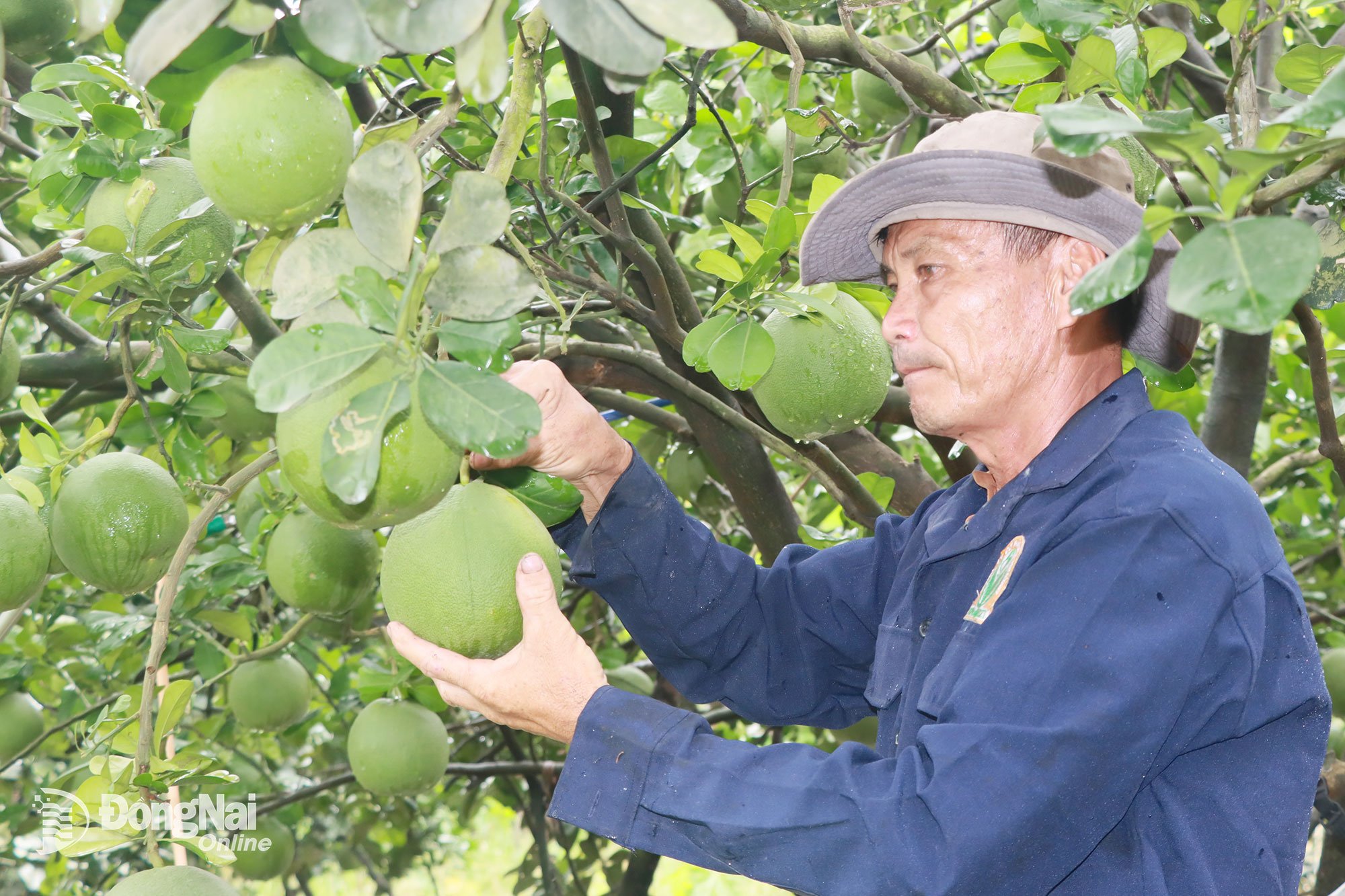 Dl. Le Trong Kim, din Vam Hamlet, Trang Dai Ward, a fost mulțumit când produsul IMO a făcut grepfrutul rotund și frumos, rezistent la dăunători și boli, cu o dulceață sporită și vândut la un preț ridicat.
