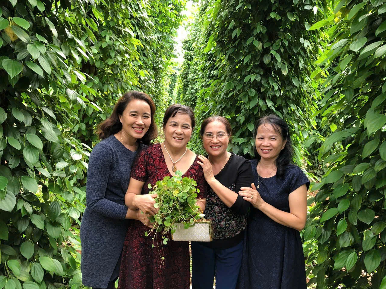 អ្នកទស្សនាសួនម្រេចរបស់លោក Thu - រូបភាព៖ D.V