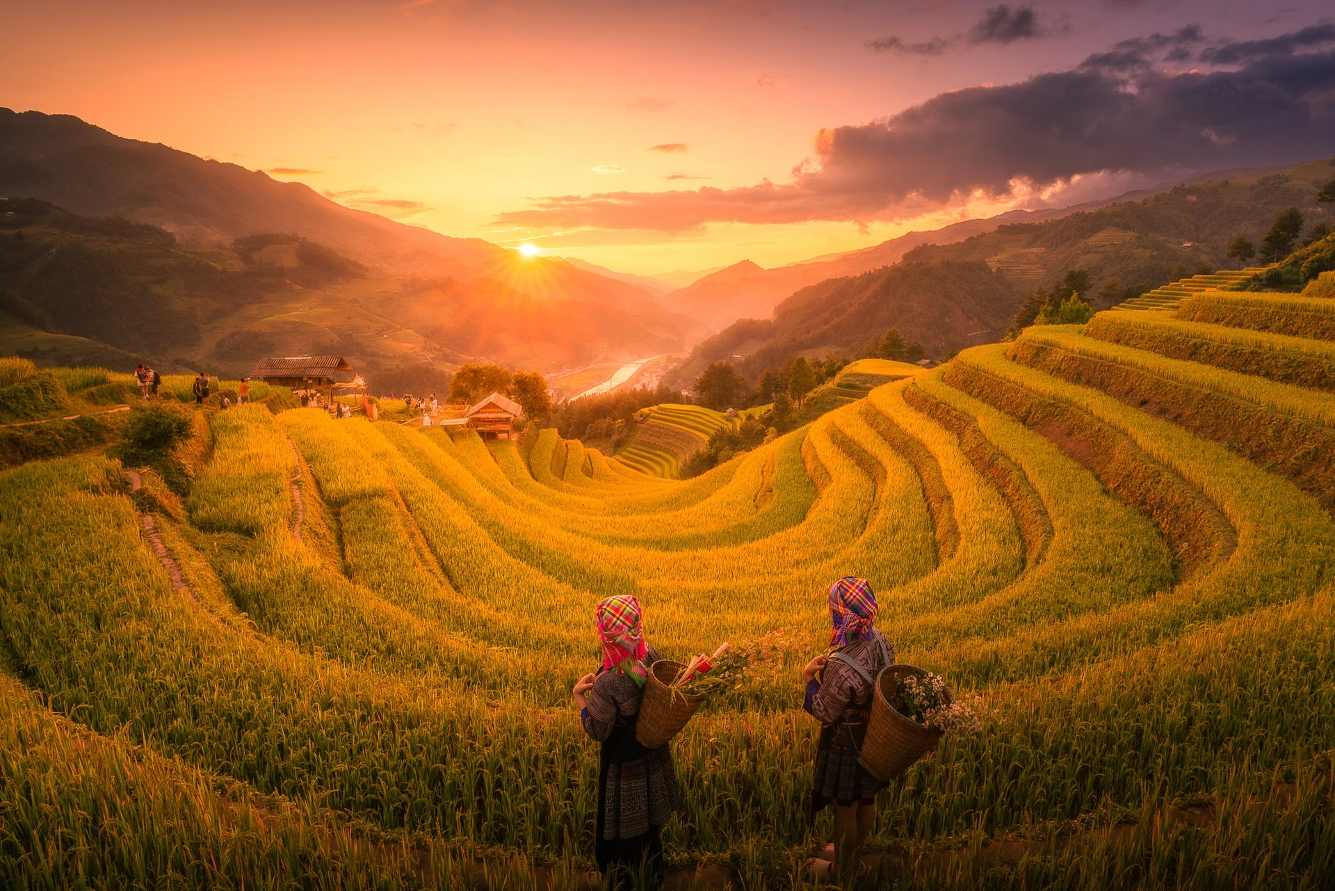 Mãn nhãn với mùa vàng rực rỡ ở Mù Cang Chải