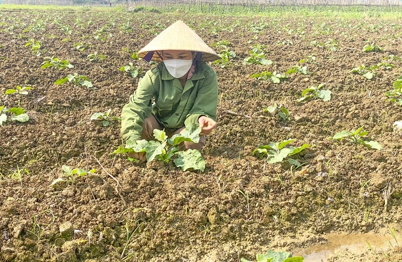 Ljuspunkt för vinterodling av grödor i bergsområden