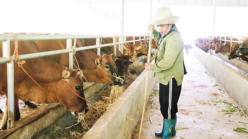 Nghien Loan کمیون میں بڑے مویشیوں کو پالنا ایک پائیدار ذریعہ معاش بن گیا ہے۔ (تصویر میں: گیانگ ٹین کوآپریٹو، نگہین لون کمیون میں پالے گئے مویشیوں کے ریوڑ کی دیکھ بھال کرتے ہوئے)۔