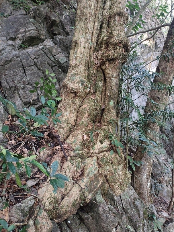 6 loài cây hạt trần quý hiếm có nguy cơ tuyệt chủng tại 1 khu rừng ở Thanh Hóa - Ảnh 5.