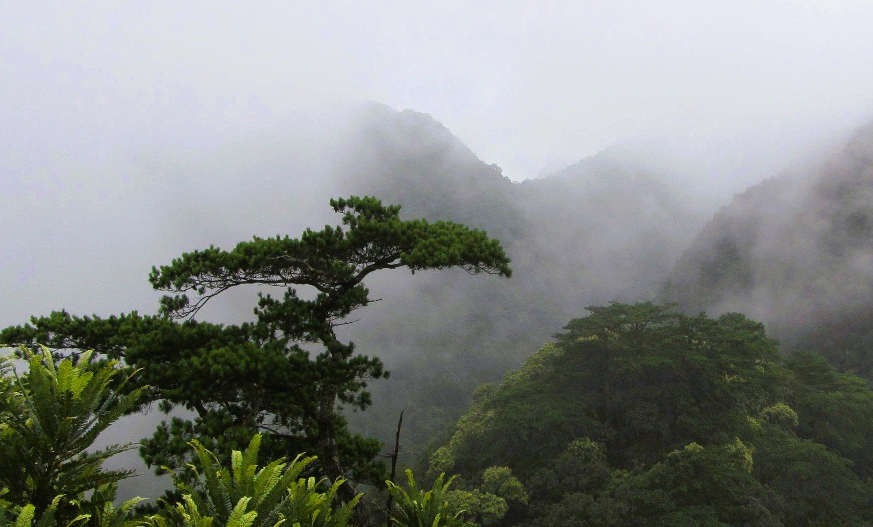 6 loài cây hạt trần quý hiếm có nguy cơ tuyệt chủng tại 1 khu rừng ở Thanh Hóa - Ảnh 6.