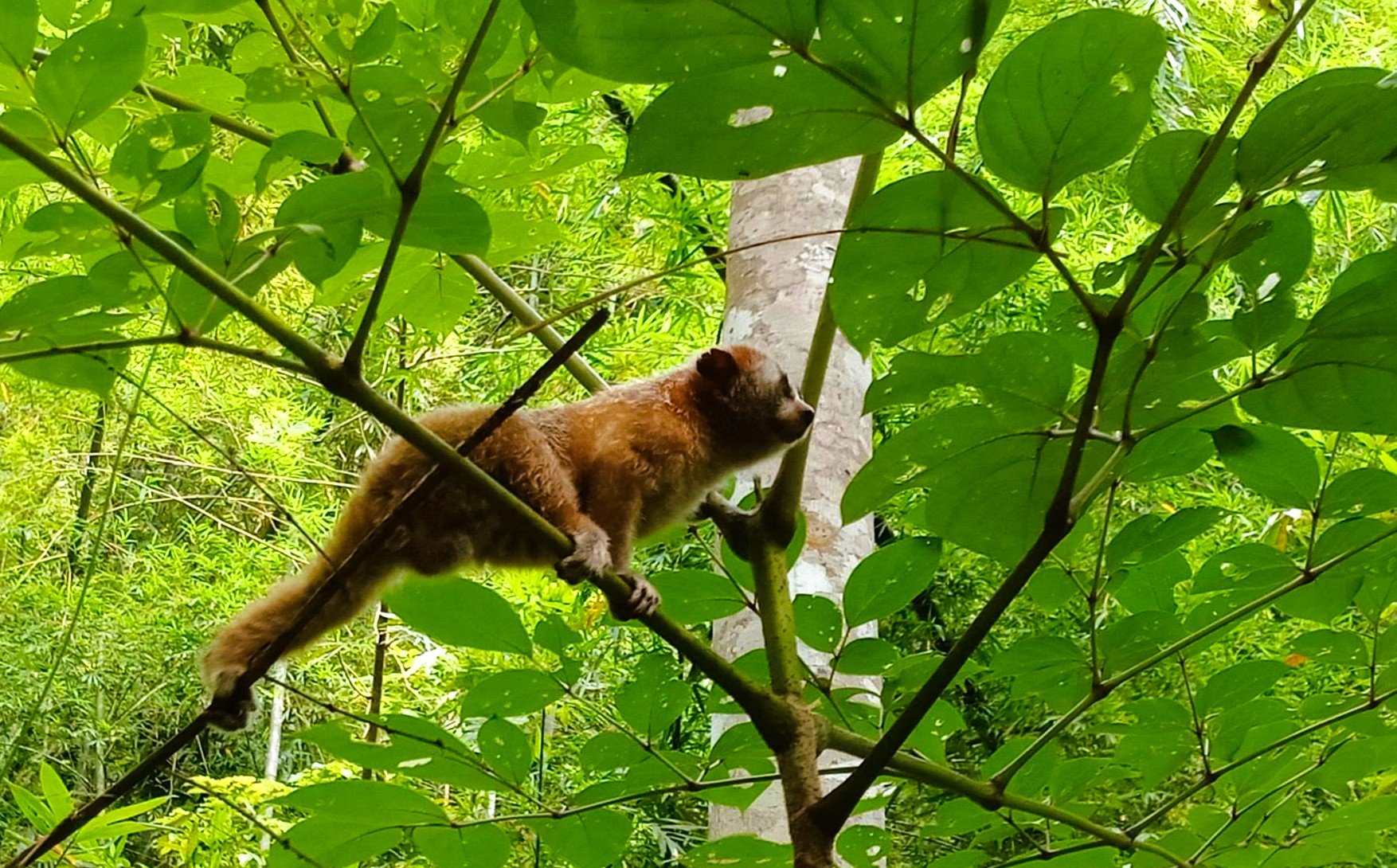 6 loài cây hạt trần quý hiếm có nguy cơ tuyệt chủng tại 1 khu rừng ở Thanh Hóa - Ảnh 14.