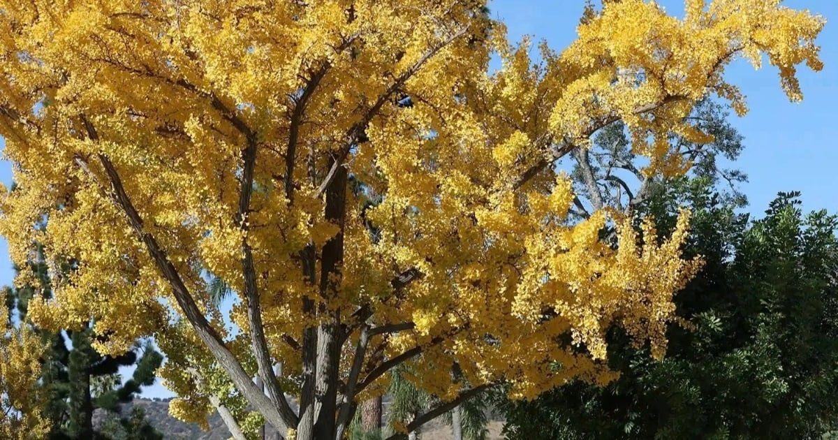 Du khách bịt mũi vì mùi "nôn ói" tỏa ra từ cặp cổ thụ 75 tuổi ở công viên