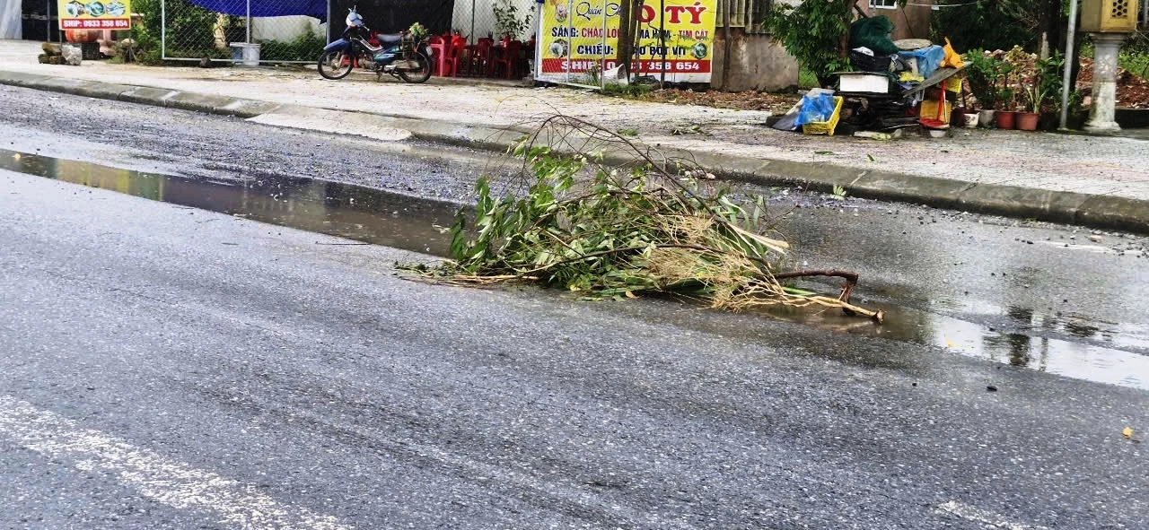 На ділянці, що проходить через район Лай Фуок, район Нам Донг Ха, з'явилися черви, про які попередили люди, що користувалися гілками дерев - Фото: DV