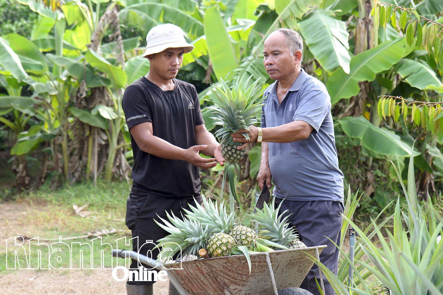 Vườn của gia đình ông Hà Quế cho thu hoạch quanh năm.