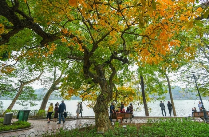 El laurel indio se refleja en el lago Hoan Kiem, un símbolo de paz de Hanoi.