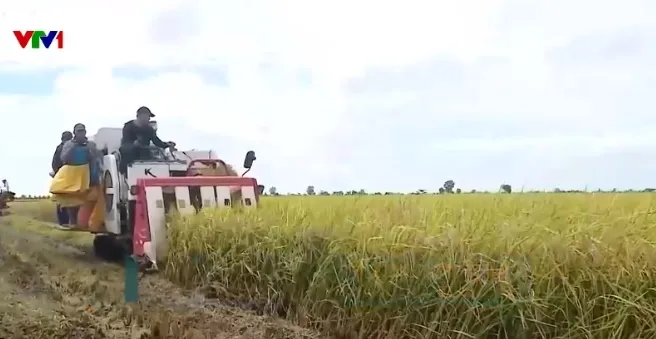 Gạo phát thải thấp của Việt Nam chinh phục nhiều thị trường khó tính - Ảnh 1.