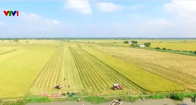 Gạo phát thải thấp của Việt Nam chinh phục nhiều thị trường khó tính - Ảnh 2.