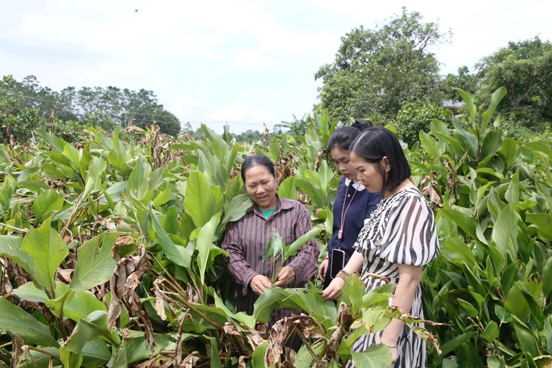 As cooperativas contribuem para aumentar o valor dos produtos agrícolas.