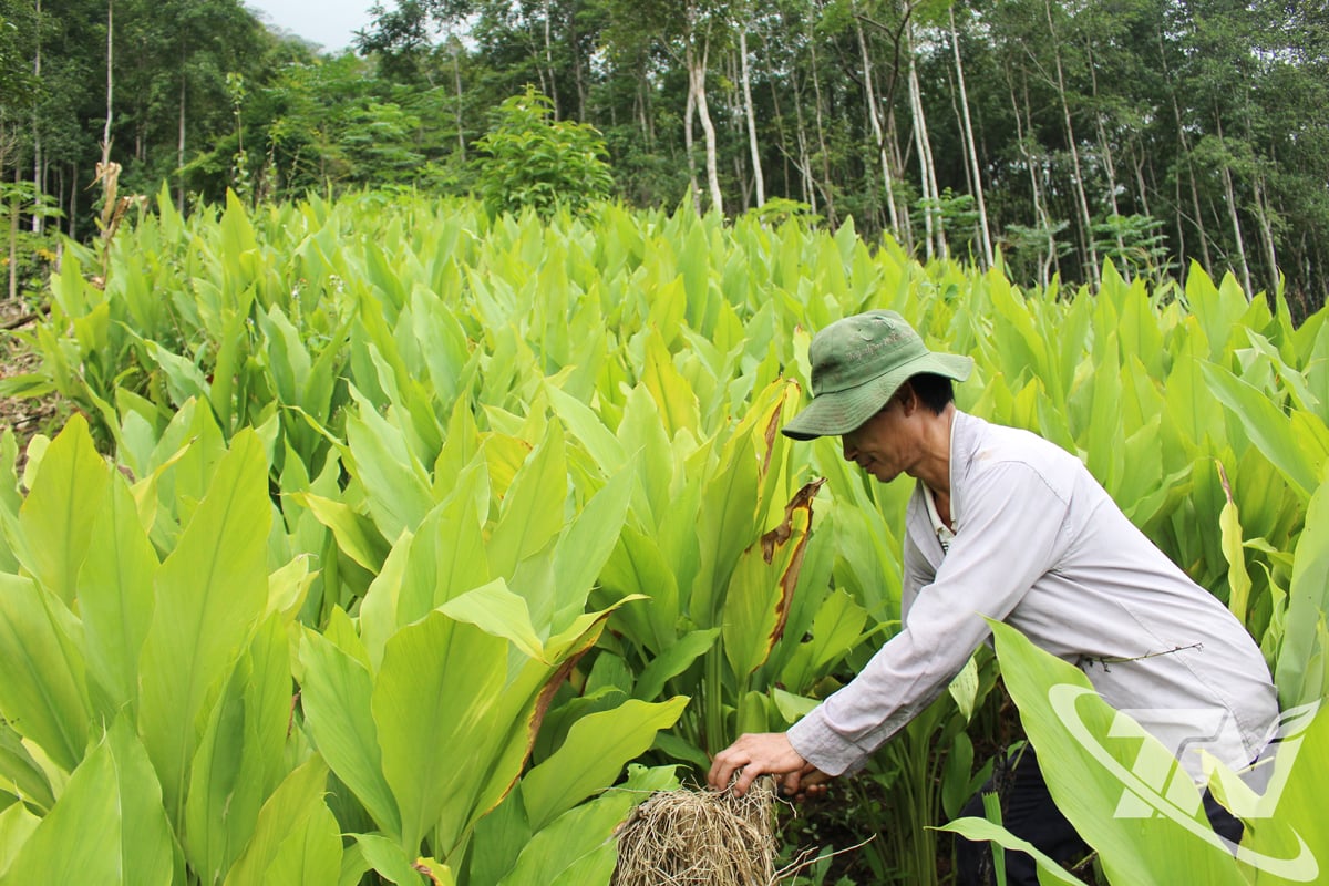 A cúrcuma está sendo cultivada gradualmente em muitas comunas do norte, proporcionando uma fonte de renda estável para muitas famílias de agricultores.