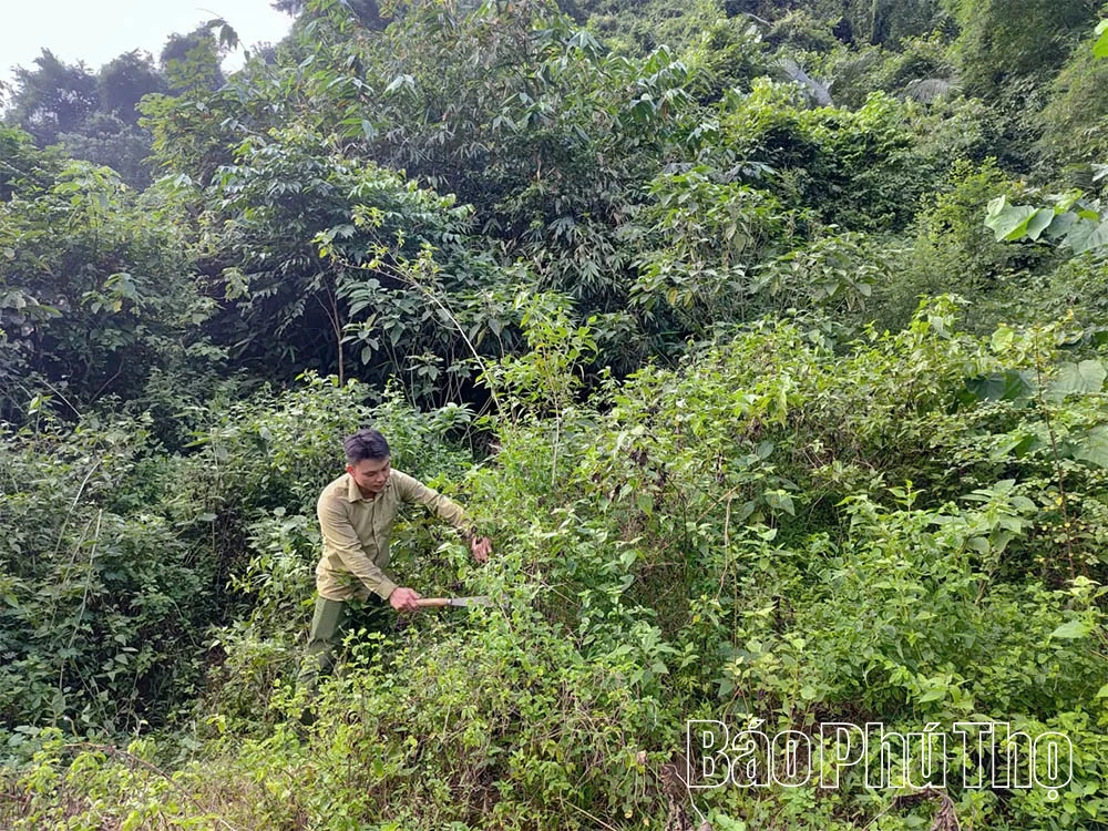 دوافع المجتمعات لحماية الغابات وتنميتها