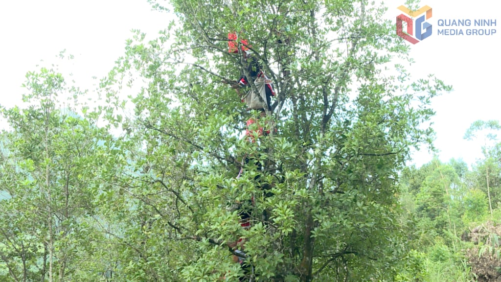 A aldeia de Song Mooc A, na comuna de Hoanh Mo, possui 90 hectares de anis cultivados, com um código de área de cultivo.