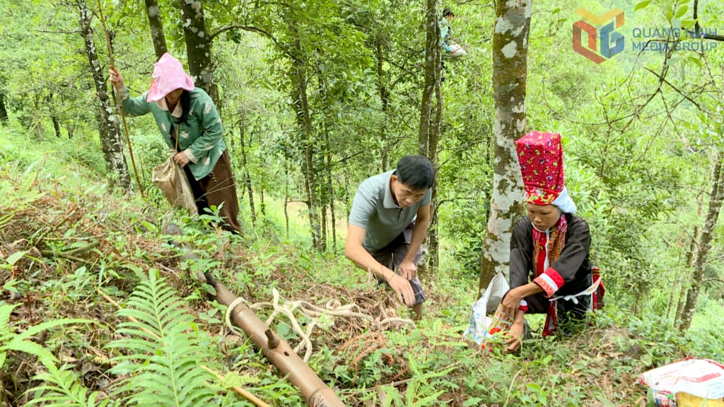 Os produtores de anis-estrelado em Hoanh Mo estão começando a colher o anis-estrelado.